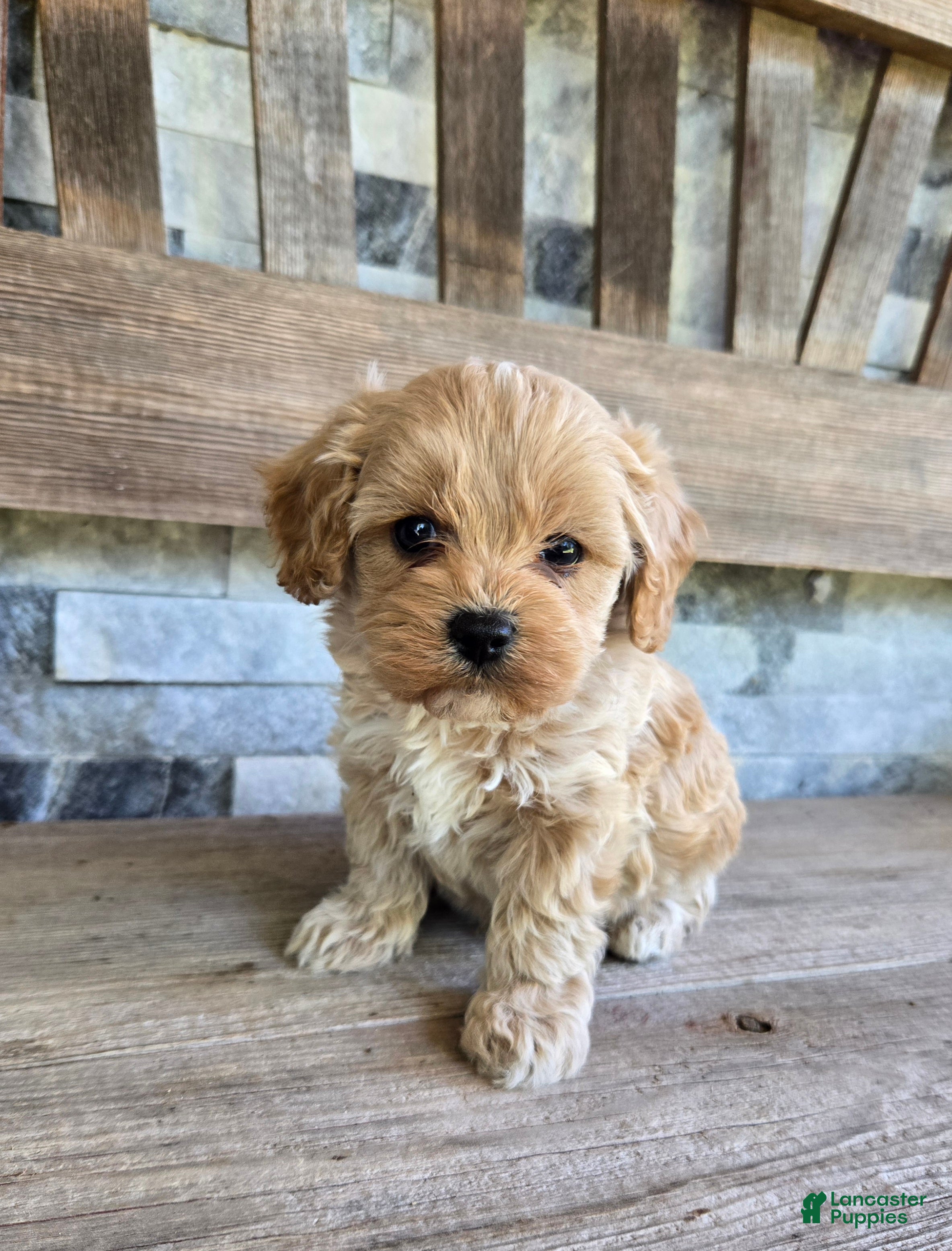 Cavapoo dogs Oliver - Ad 2