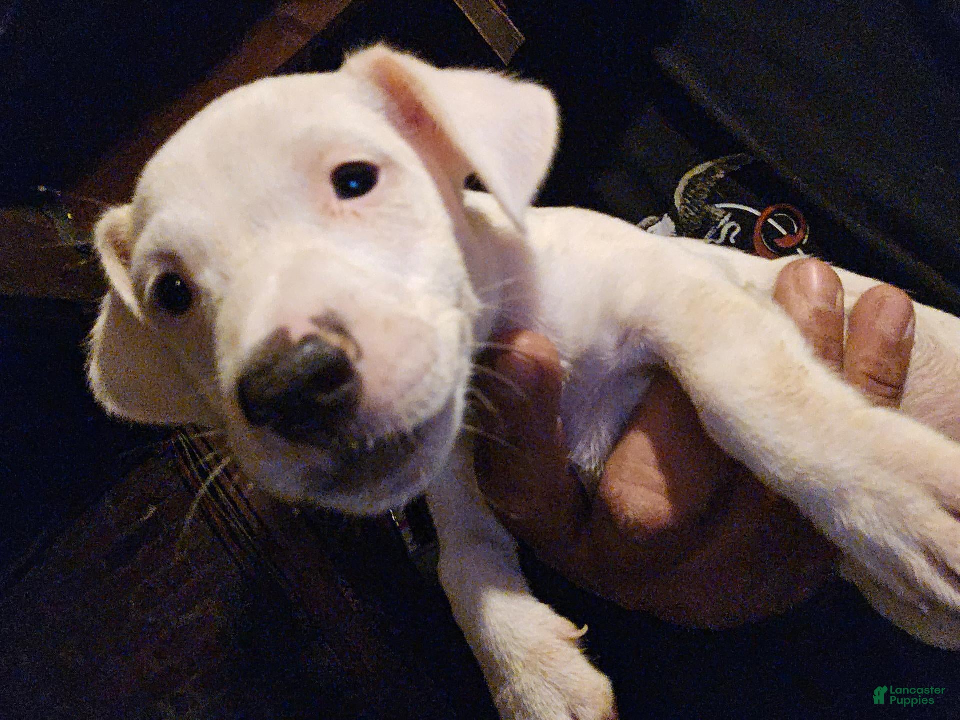 Jack Russell
