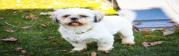 Shih Tzu dogs for sale: Shep - Ad 10