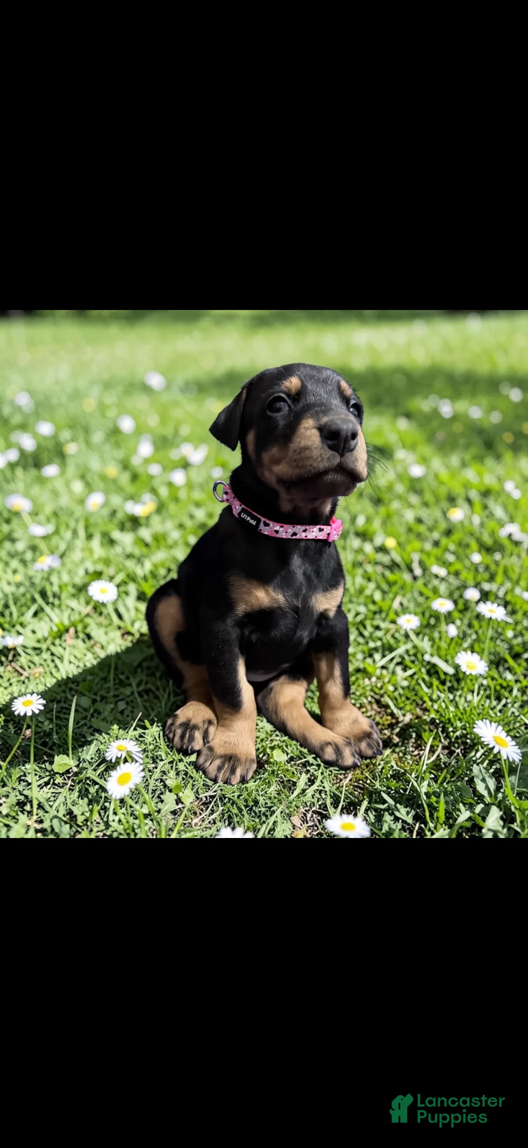 Doberman Pinscher dogs for sale: Doberman Pinscher Puppy 5 - Ad 2