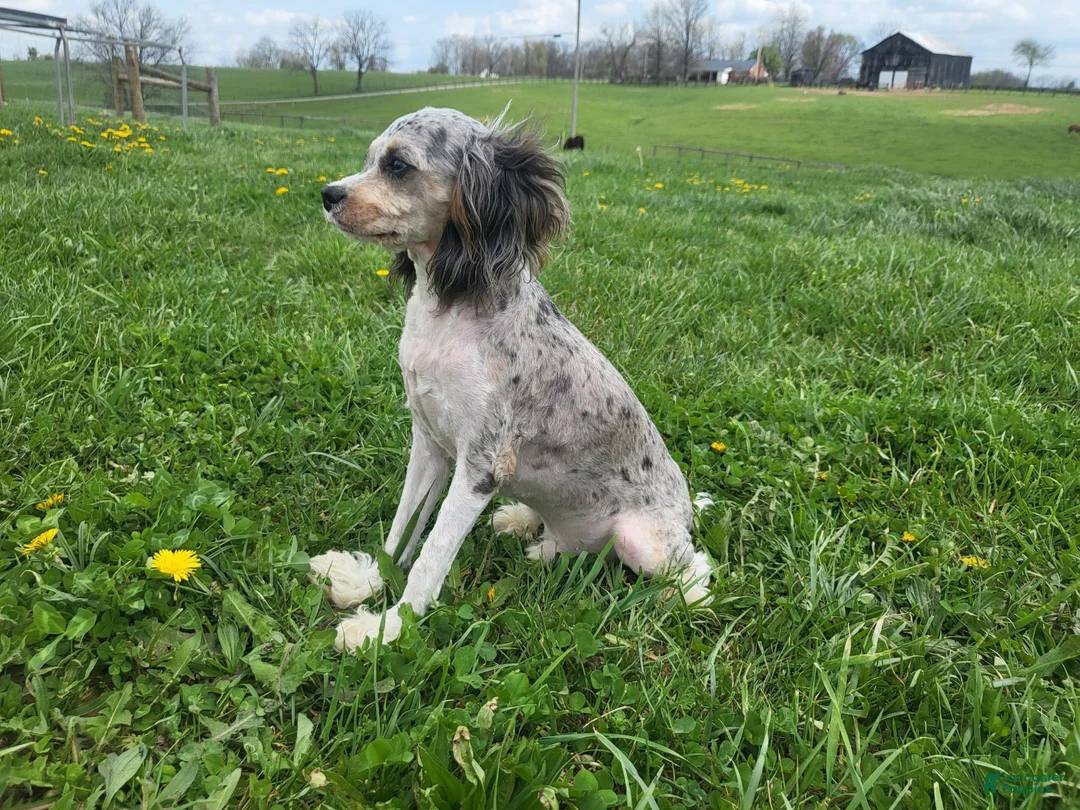 Cavapoo dogs for sale: Cavapoo Puppy 1 - Ad 2