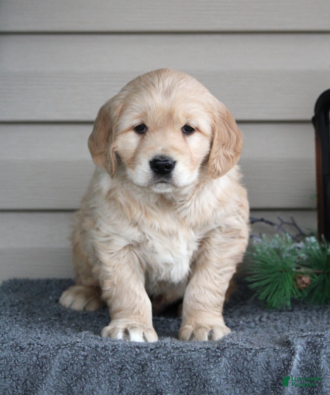 Golden Retriever dogs for sale: Nugget - Ad 3