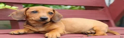 Miniature Dachshund dogs for sale: Scooter 🐾 - Ad 10