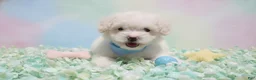 Maltipoo dogs for sale: GUCCI - Ad 4