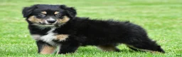 Australian Shepherd dogs for sale: Ethan - Ad 3