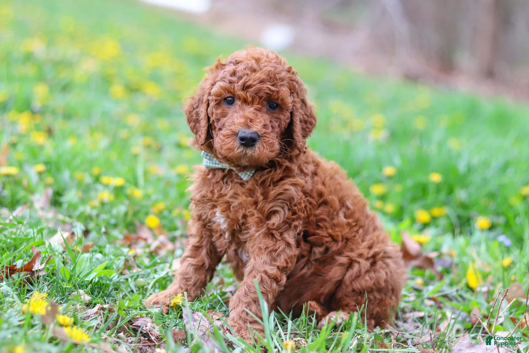 Goldendoodle dogs for sale: Carson F1b - Ad 2