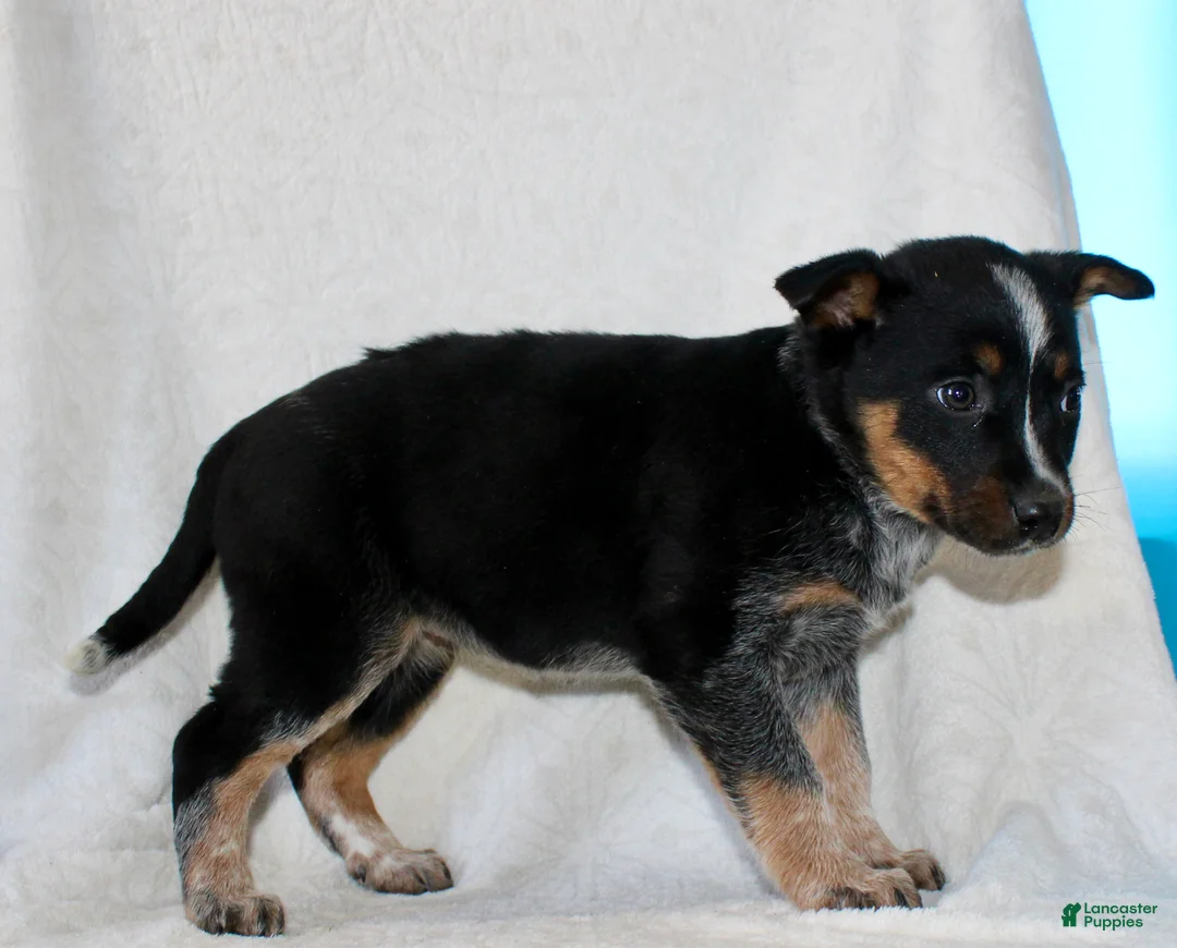 Australian Cattle Dog dogs for sale: Lady - Ad 6