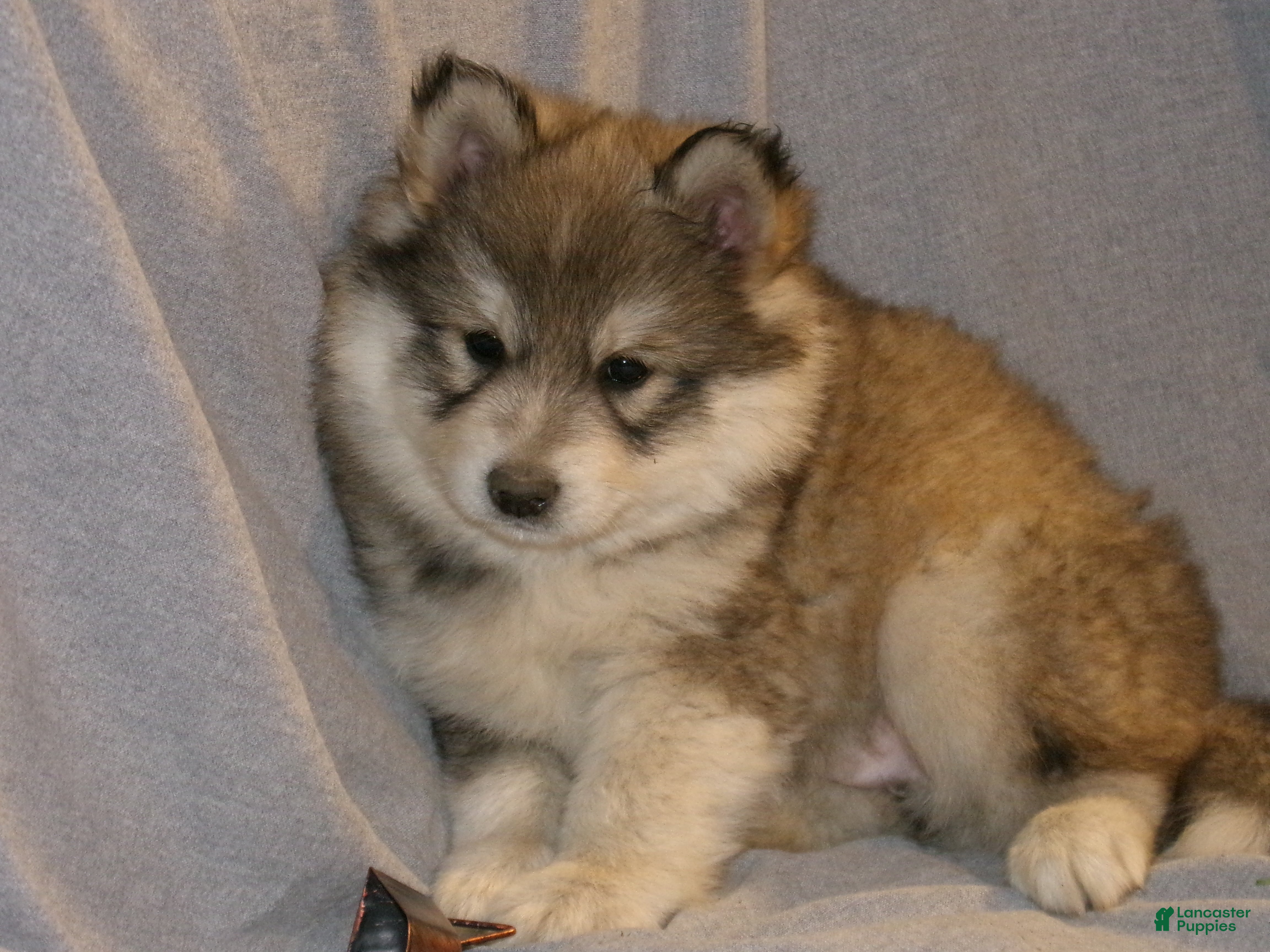 Pomsky dogs Alex - Ad 2