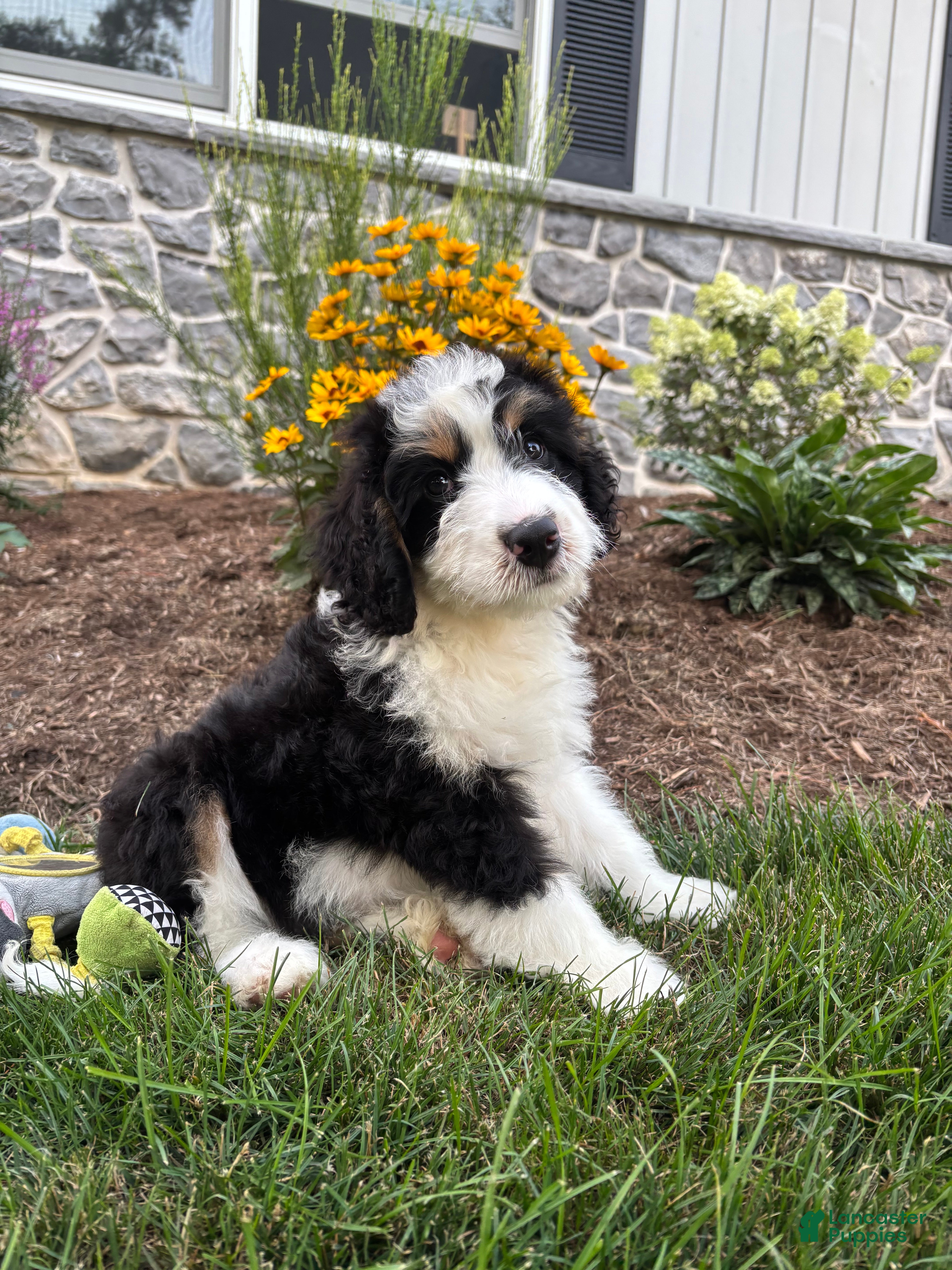 Bernedoodle dogs Sara  - Ad 1
