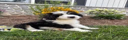 Bernedoodle dogs for sale: Sara  - Ad 7