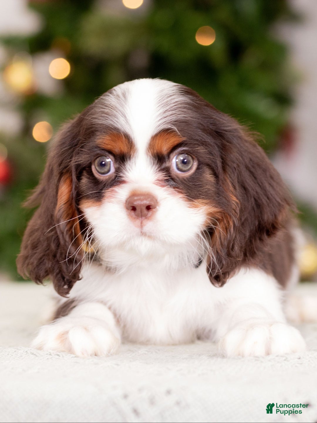 Cavalier King Charles Spaniel dogs for sale: Baxter - Ad 2