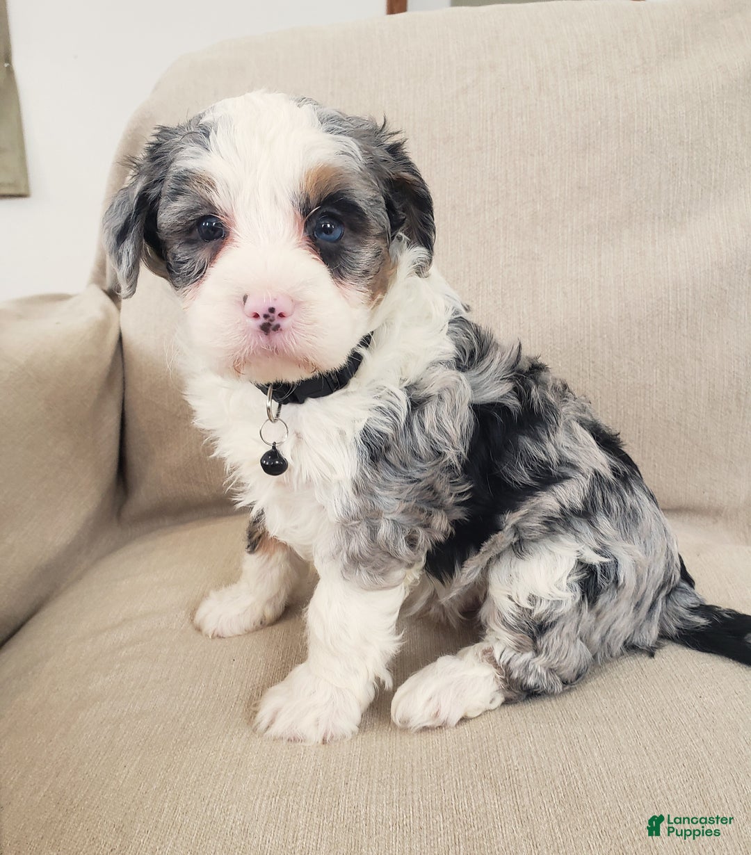 Mini Bernedoodle dogs for sale: Ace - Ad 3