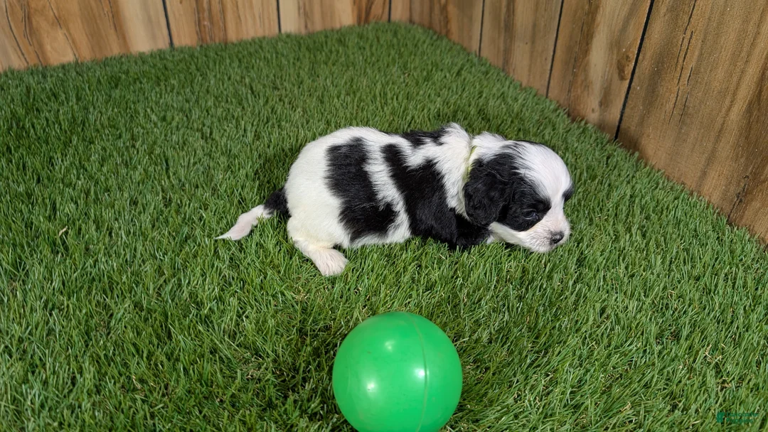 Cavapoo dogs for sale: Francis Boy 3 - Ad 3