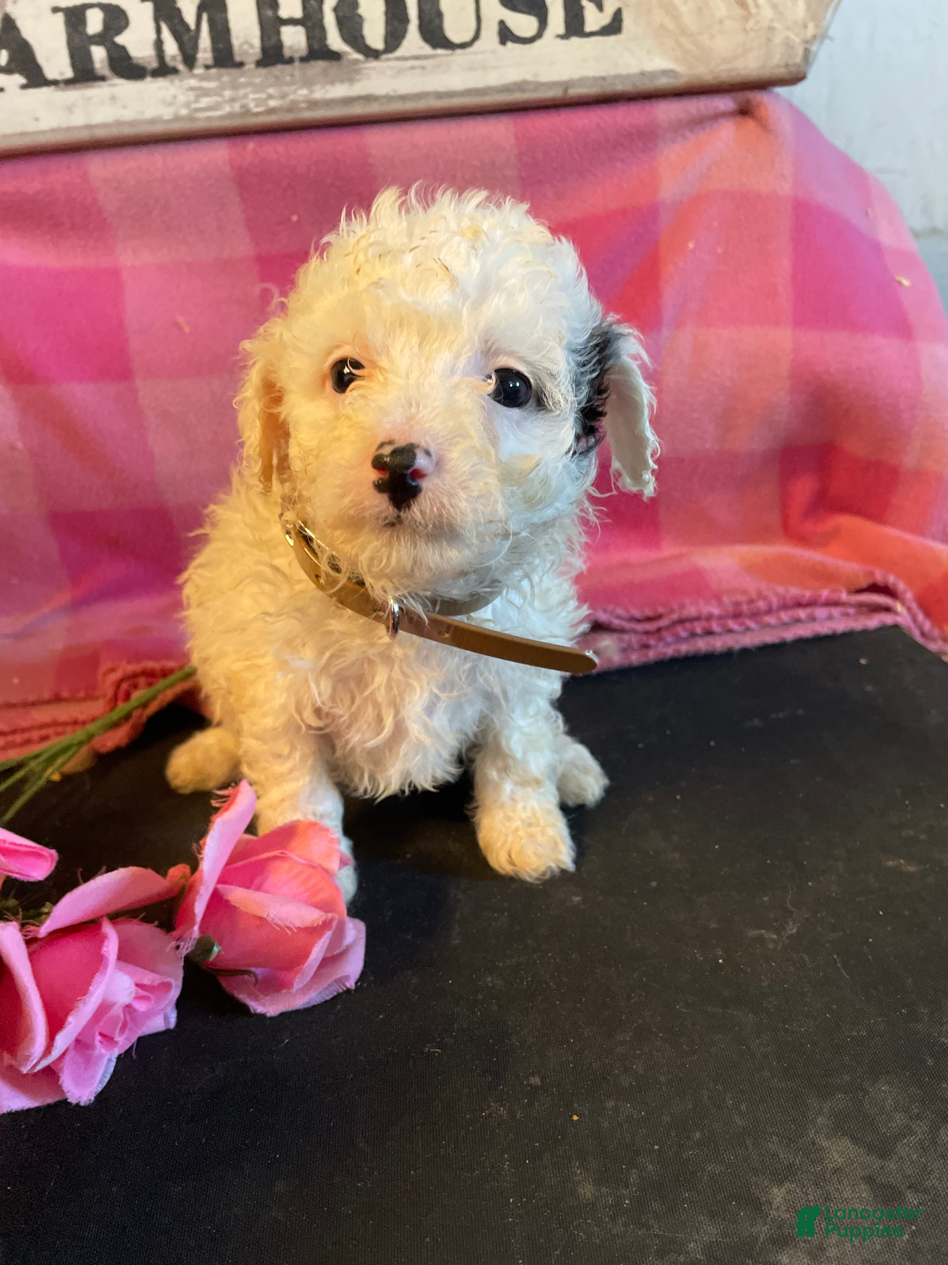 Miniature Poodle dogs Sugar - Ad 14