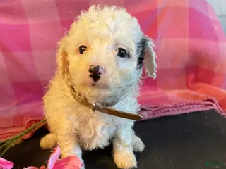 Miniature Poodle dogs Sugar - Ad 14