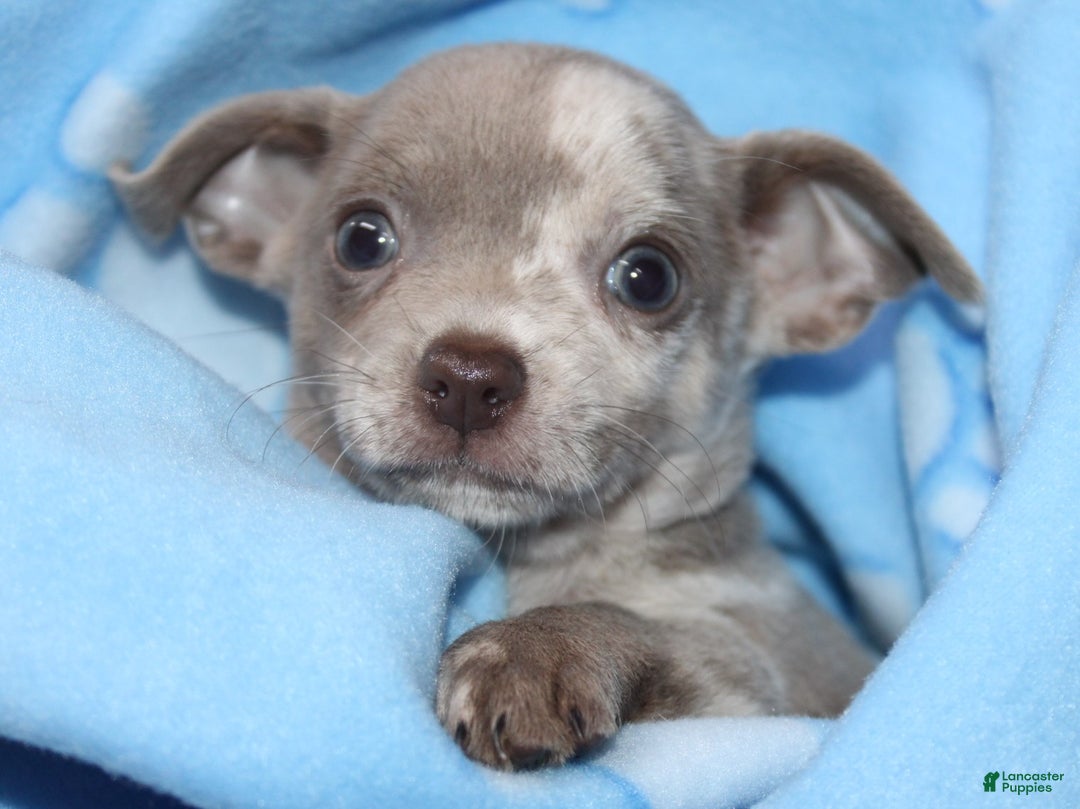 Chihuahua dogs for sale: Finnick - Ad 11