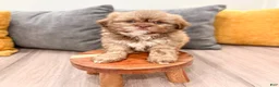 Shih Tzu dogs for sale: Gus - Ad 4