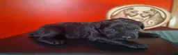 Giant Schnauzer dogs for sale: Ember - Ad 3