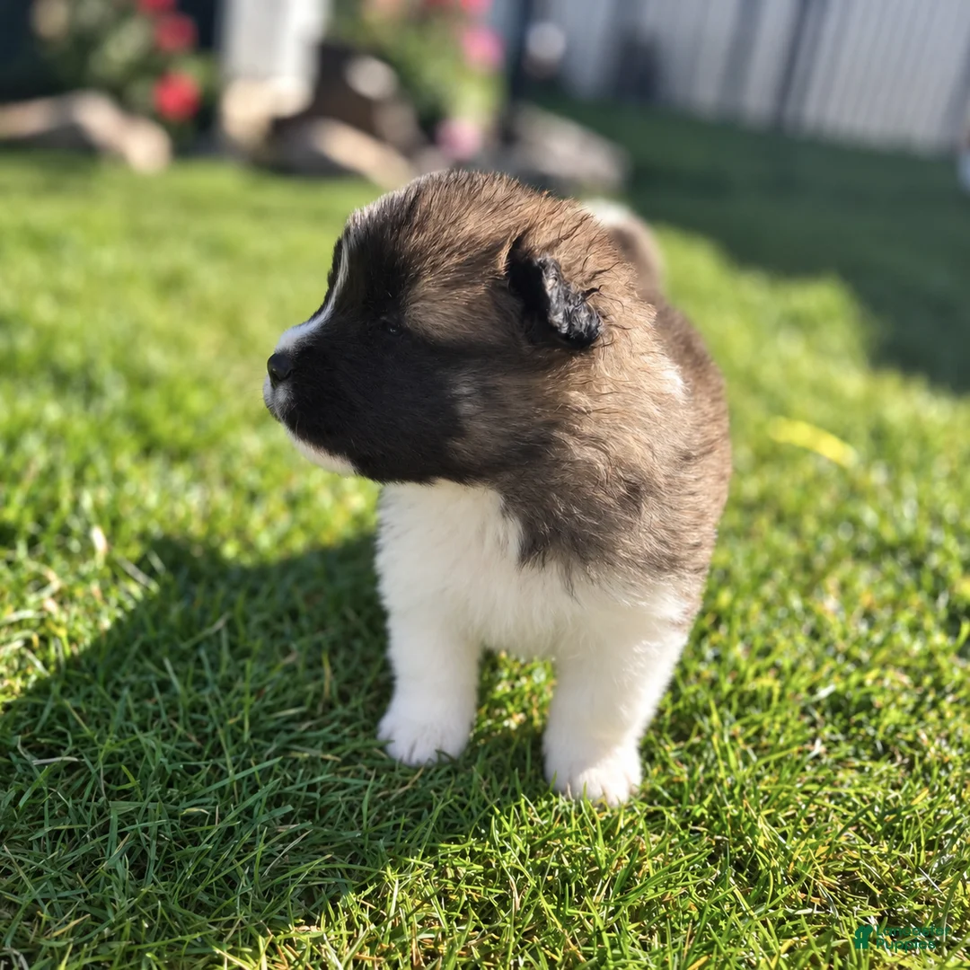 Akita dogs for sale: Nala - Ad 2