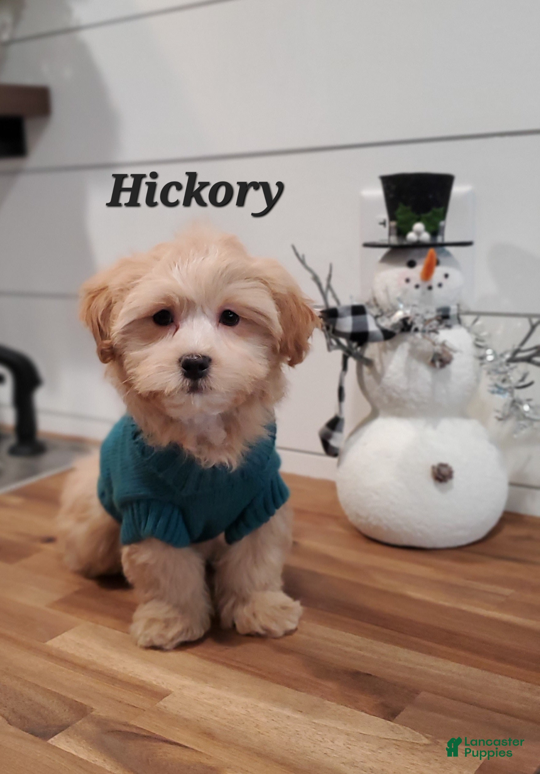 Havapoo dogs Hickory  - Ad 6