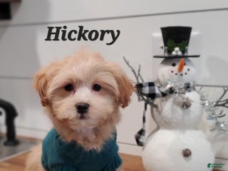 Havapoo dogs Hickory - Ad 25