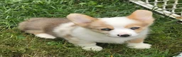 Welsh Corgi Pembroke dogs for sale: Beautiful Bentley  - Ad 4