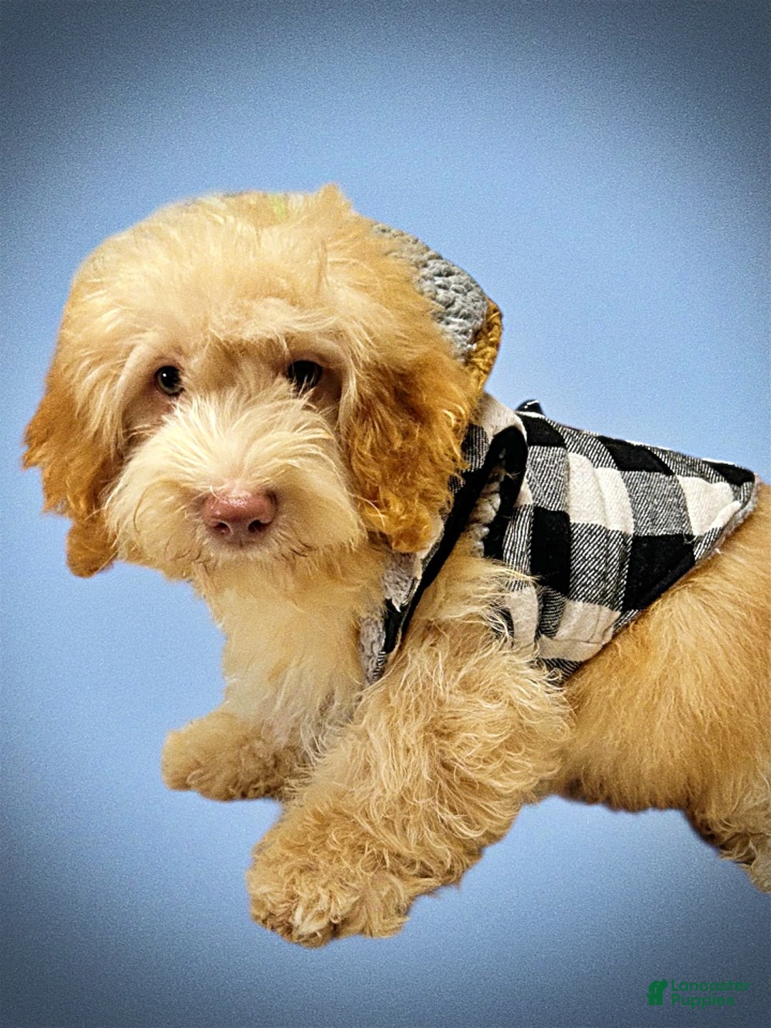 Havapoo dogs for sale: Ranger - Ad 15