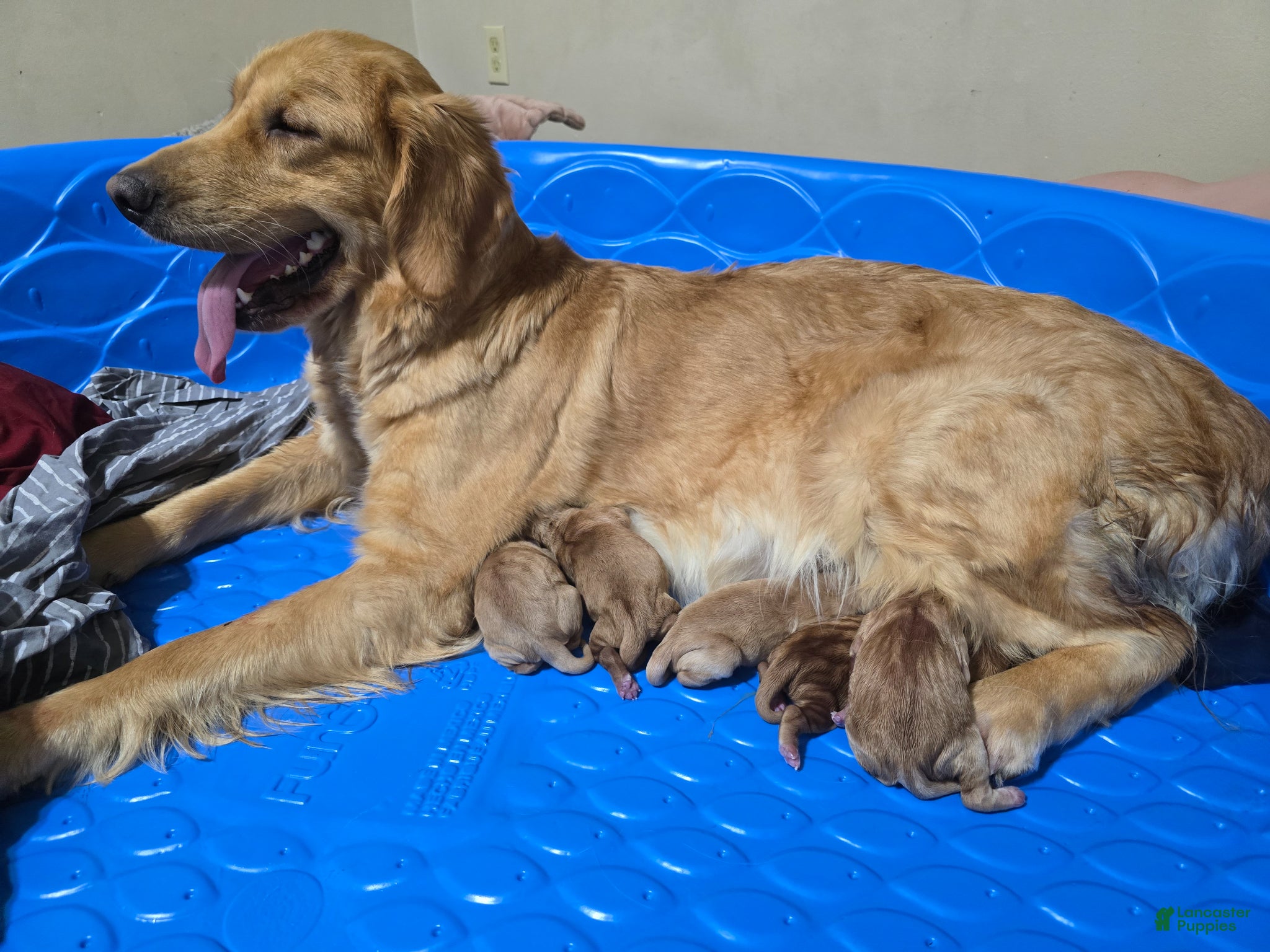 Golden Retriever dogs Golden Retriever Puppy 3 - Ad 41