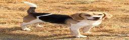 Beagle dogs for sale: Male #2 - Ad 4
