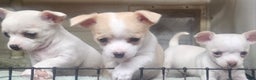 Chihuahua dogs for sale: Porky - Ad 3