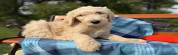 Labradoodle dogs for sale: Ginger (Girl) - Ad 4