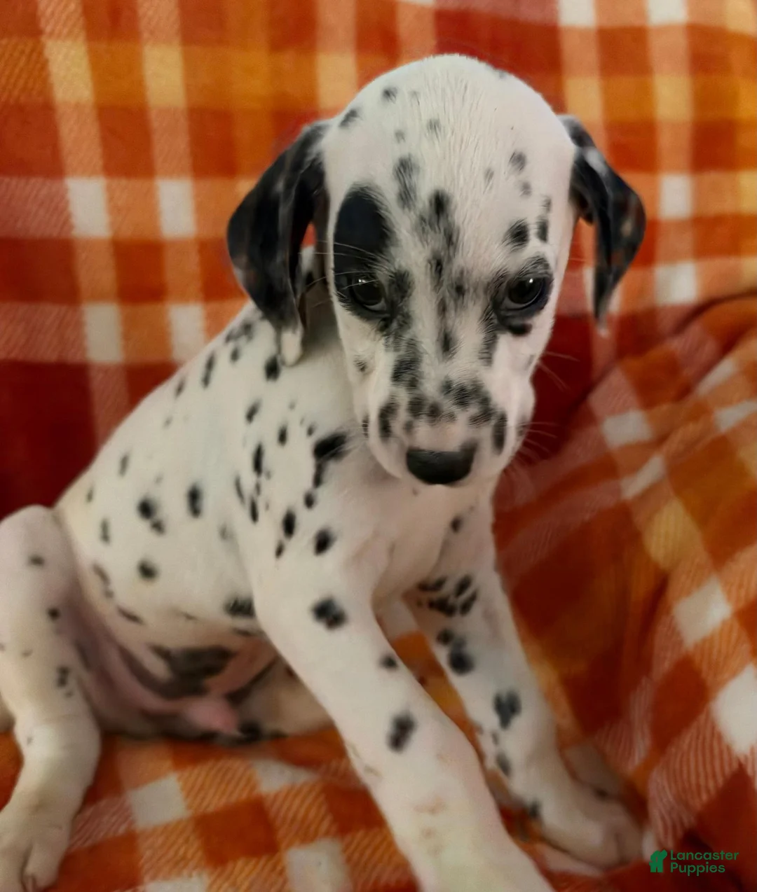 Dalmatian dogs for sale: Dark Green - Ad 2