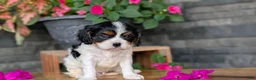 Cavalier King Charles Spaniel dogs for sale: Lance - Ad 4