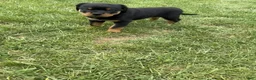 Rottweiler dogs for sale: Draco - Ad 4