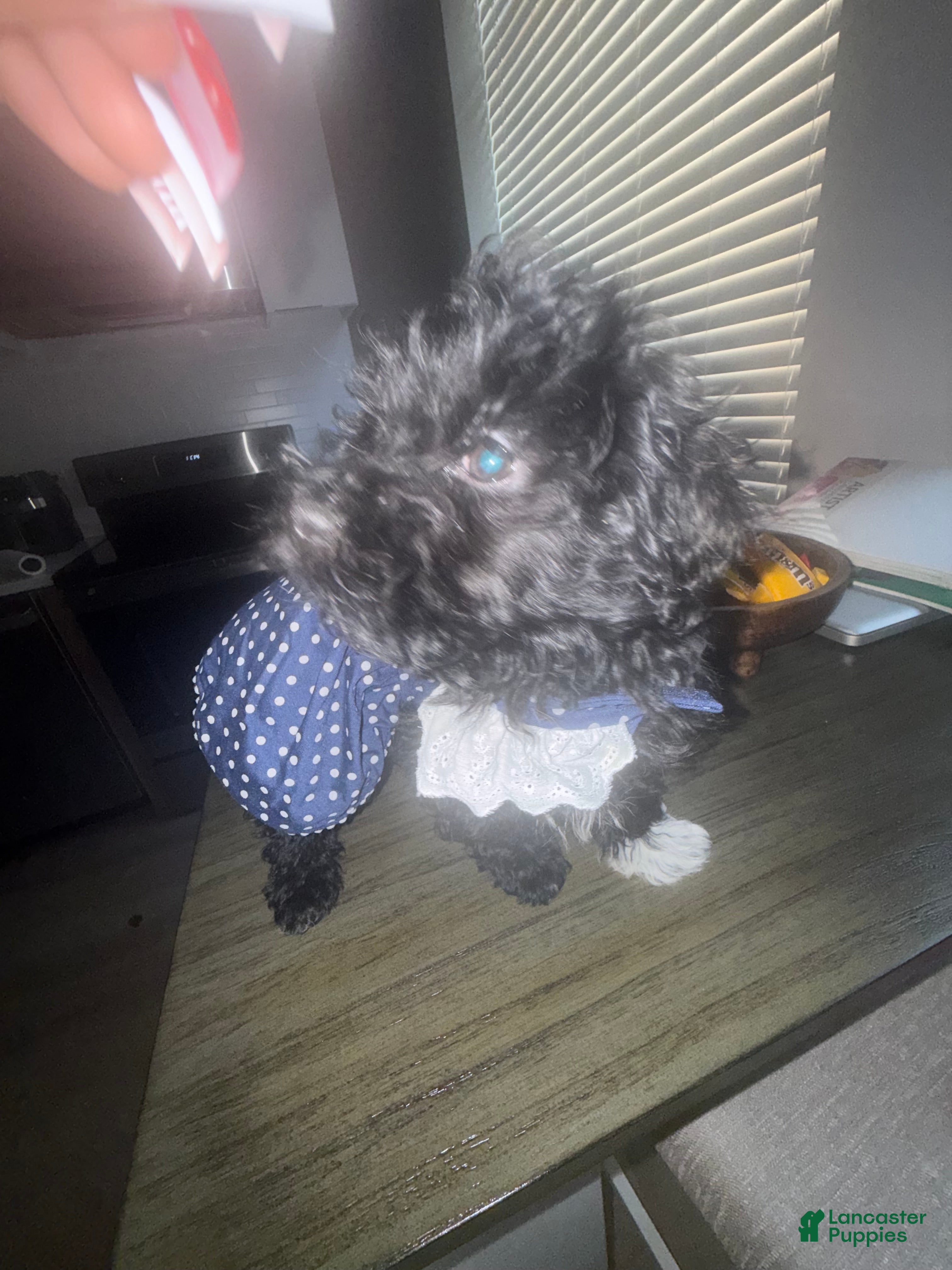 Havapoo dogs Havapoo Puppy 1 - Ad 2