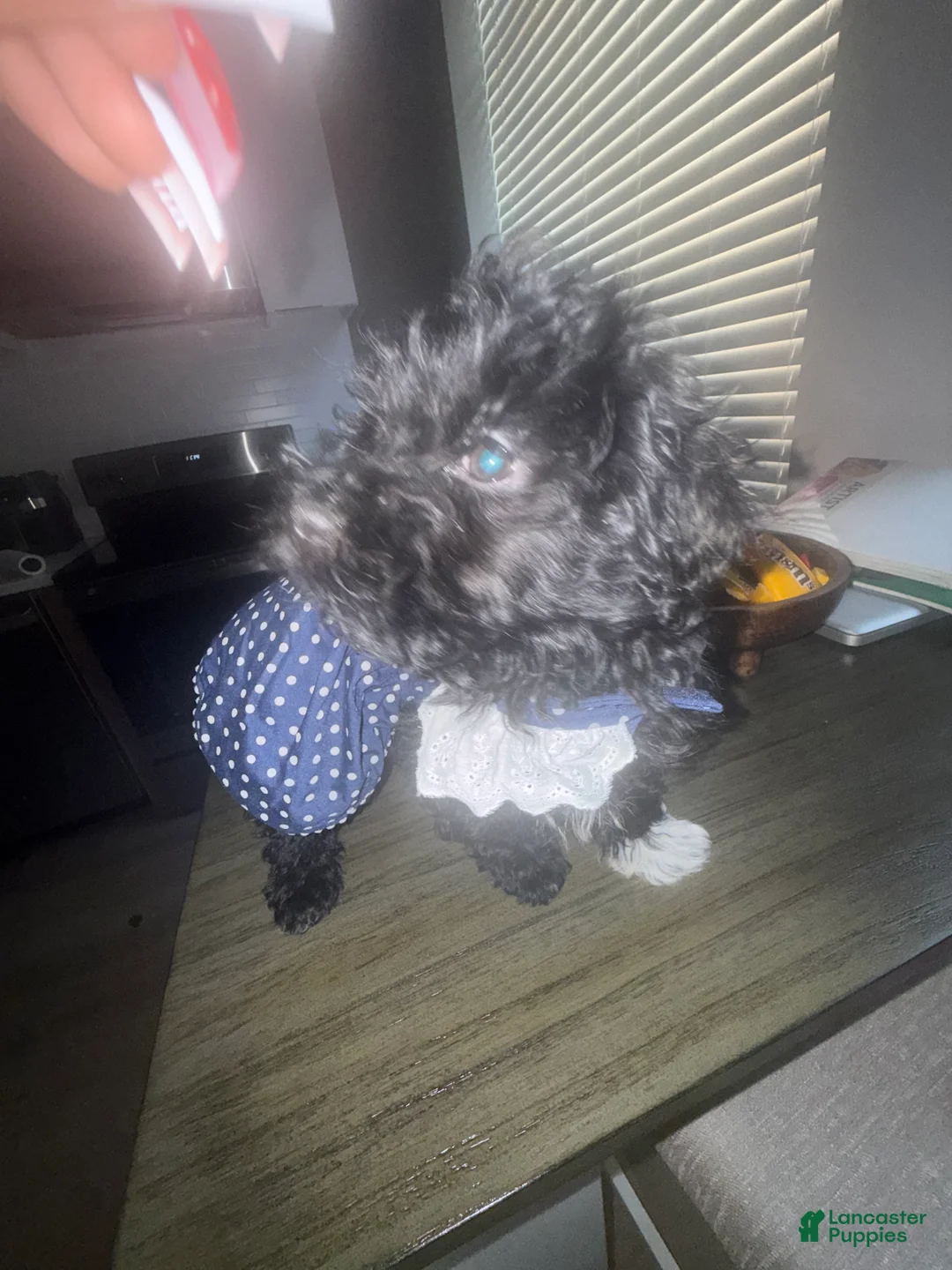 Havapoo dogs for sale: Havapoo Puppy 1 - Ad 2