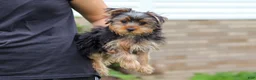 Yorkshire Terrier dogs for sale: Jasper - Ad 7