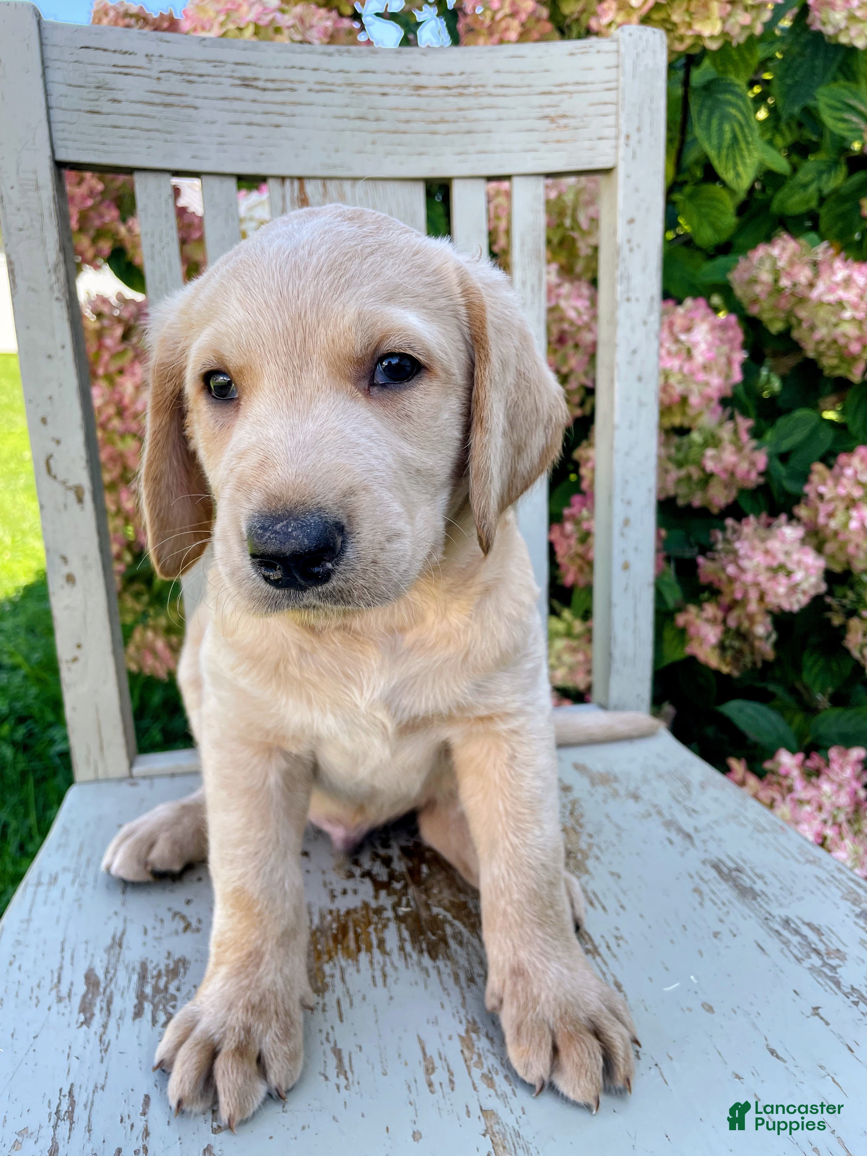 Labradoodle dogs Jack - Ad 41
