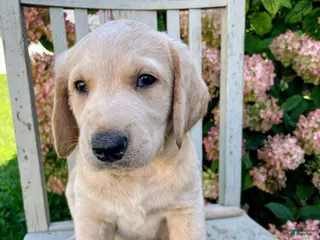 Labradoodle dogs Jack - Ad 41