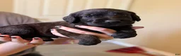Mixed Breed dogs for sale: Meatball - Ad 3
