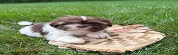Shih Tzu dogs for sale: Baylee - Ad 1