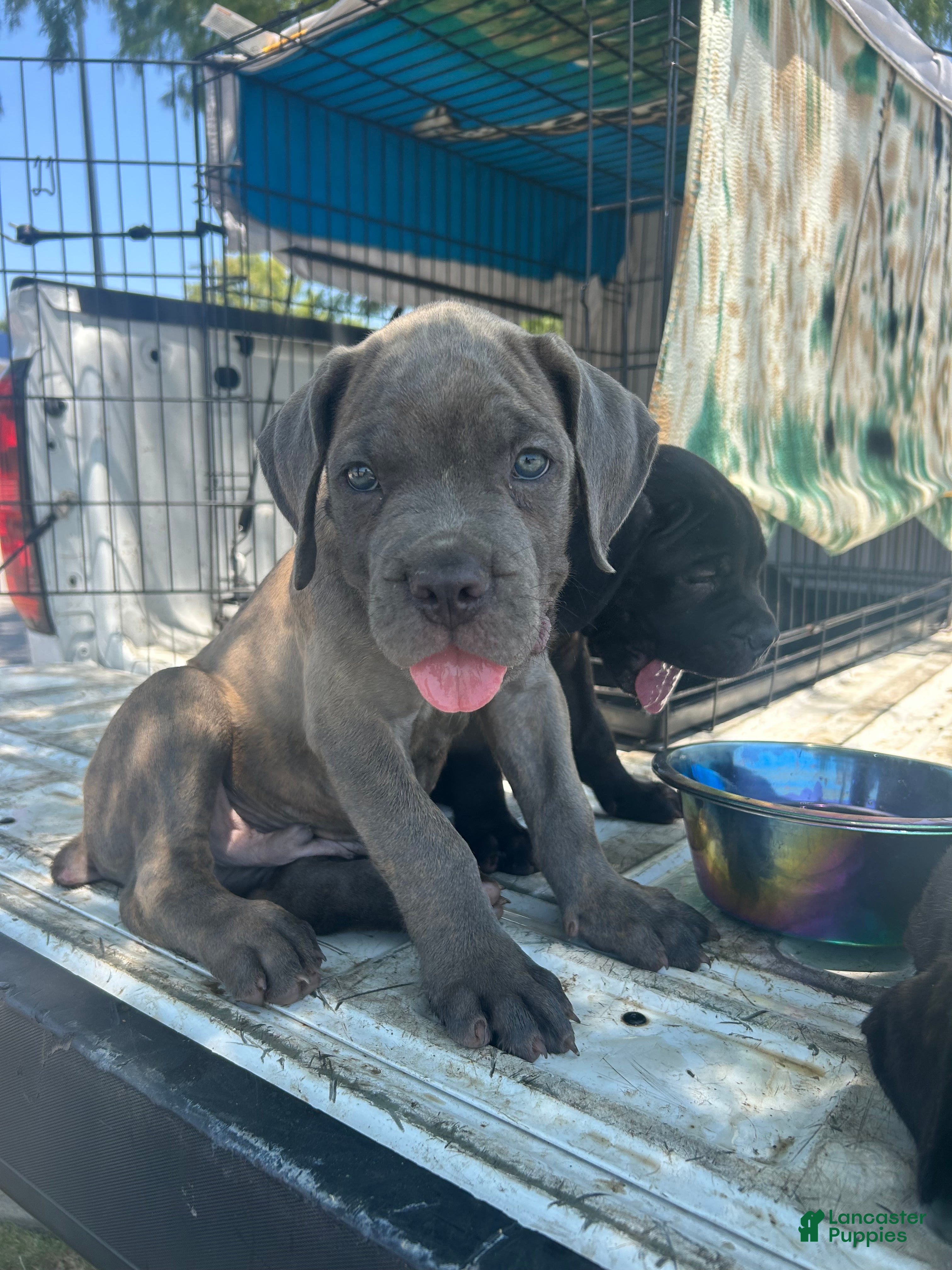 Cane Corso dogs Cane Corso 3 - Ad 1