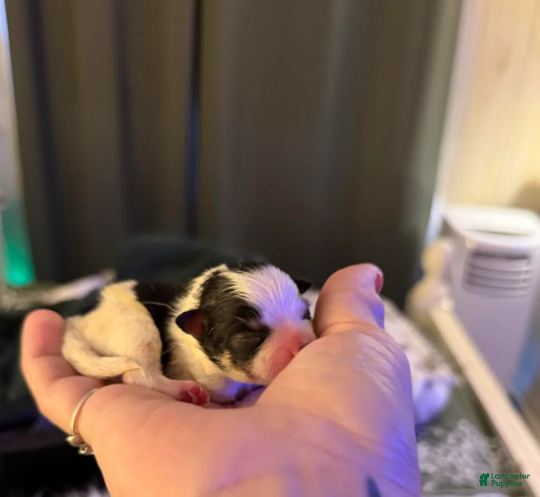 Pomeranian dogs for sale: Bolt - Ad 1