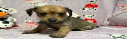 Mixed Breed dogs for sale: Amazon - Ad 3