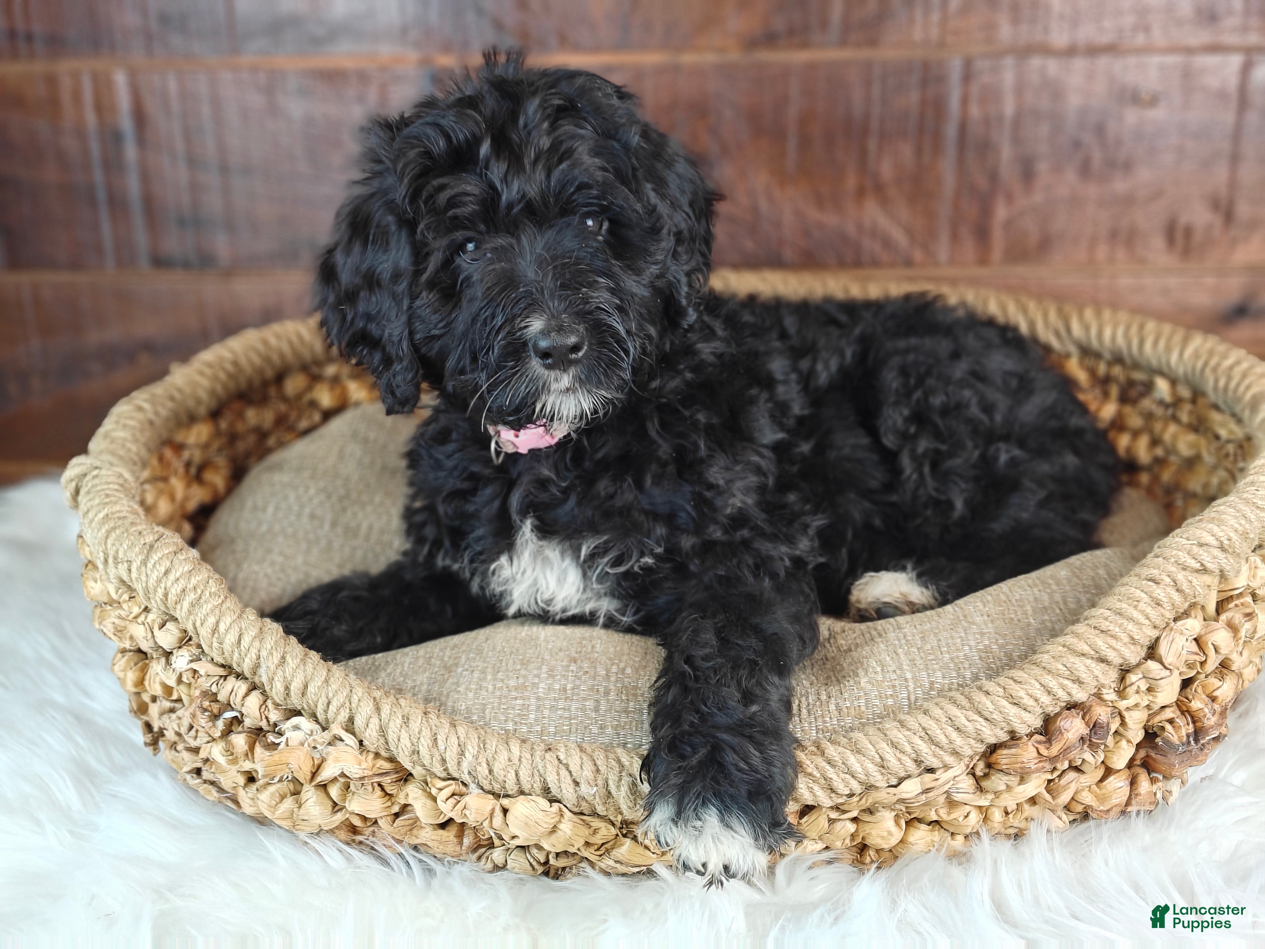 Bernedoodle dogs Oreo - Ad 2