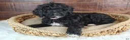 Bernedoodle dogs for sale: Oreo - Ad 2