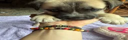 Mixed Breed dogs for sale: Scrud - Ad 9