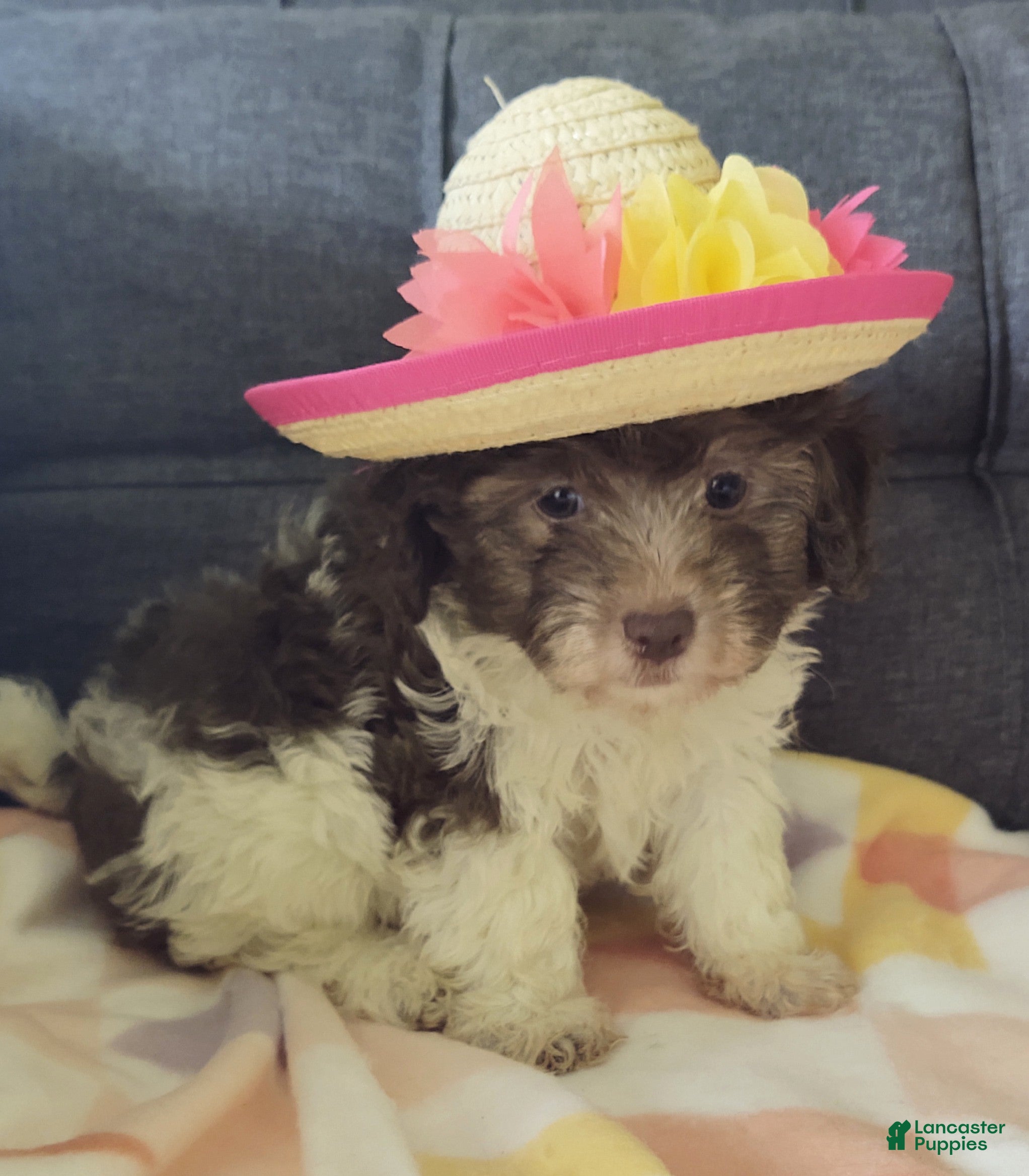 Maltipoo dogs Lilybird - Ad 1