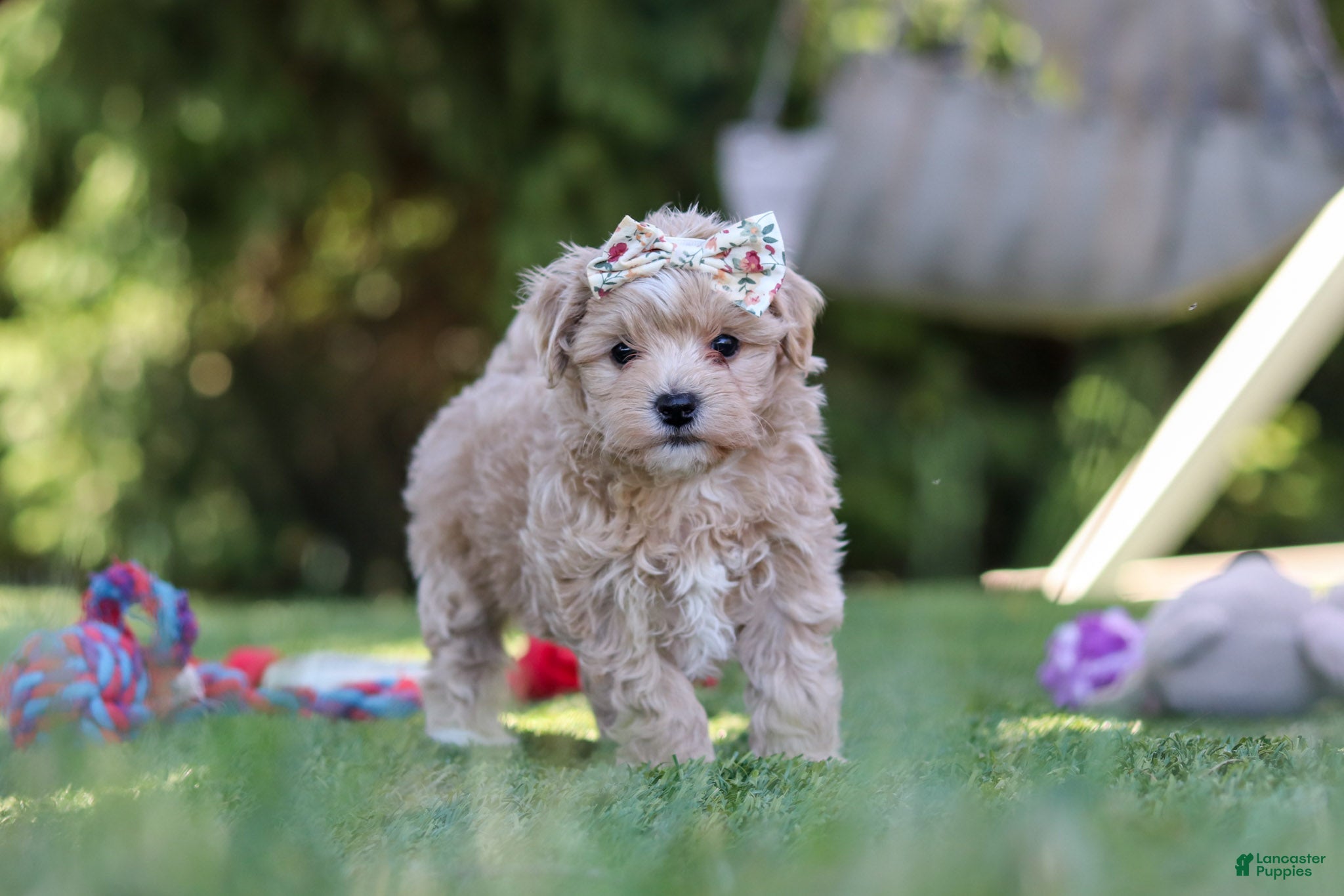 Maltipoo dogs Kris - Ad 1