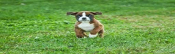Boxer dogs for sale: Ruthie - Ad 5